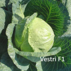 Λάχανο Vestri