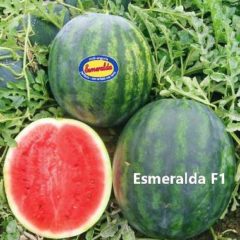 Καρπούζι Esmeralda F1