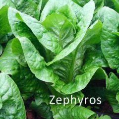 Μαρούλι Ζέφυρος - Lettuce Zephyros