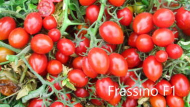 Τομάτα cherry χαμηλή Frassino