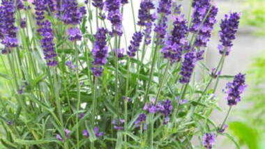 Λεβάντα Hidcote Lavender