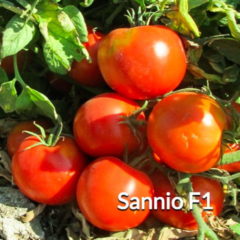 ντομάτα Sannio F1 - Long Shelf Life