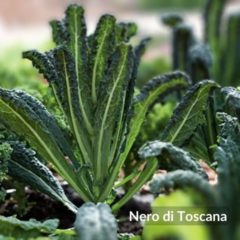Kale Nero di Toscana
