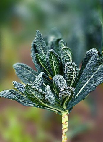 Φυτό Kale σε διαδικασία συλλογής