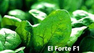 Σπανάκι υβρίδιο El Forte