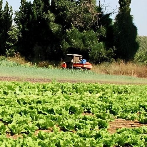 Καλλιεργώ Μαρούλια το Καλοκαίρι