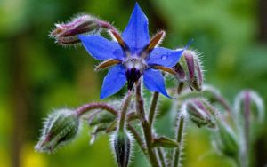 Μπουράντζα (Borago officinalis)